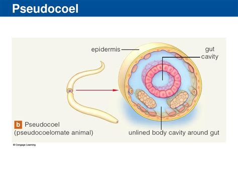 Pseudocel (@Pseudocel) .